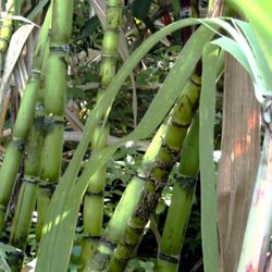 Sugar Canes