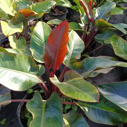 Red Congo Plants 7gl $25♥️