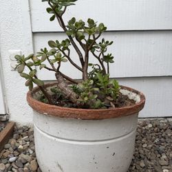 3ft Jade Plant Money Tree In Antique Vintage Weathered Pot