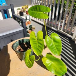 Beautiful Philodendron Burle Marx 