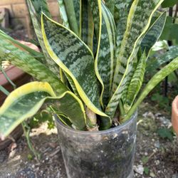Snake Plant In Heavy Glass Pot