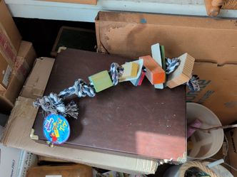 Bird toy