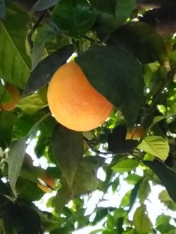 Organic oranges 3$ a bag!