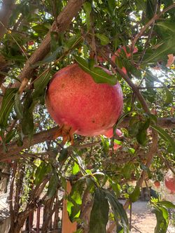 Pomegranate