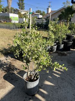 Star Jasmine