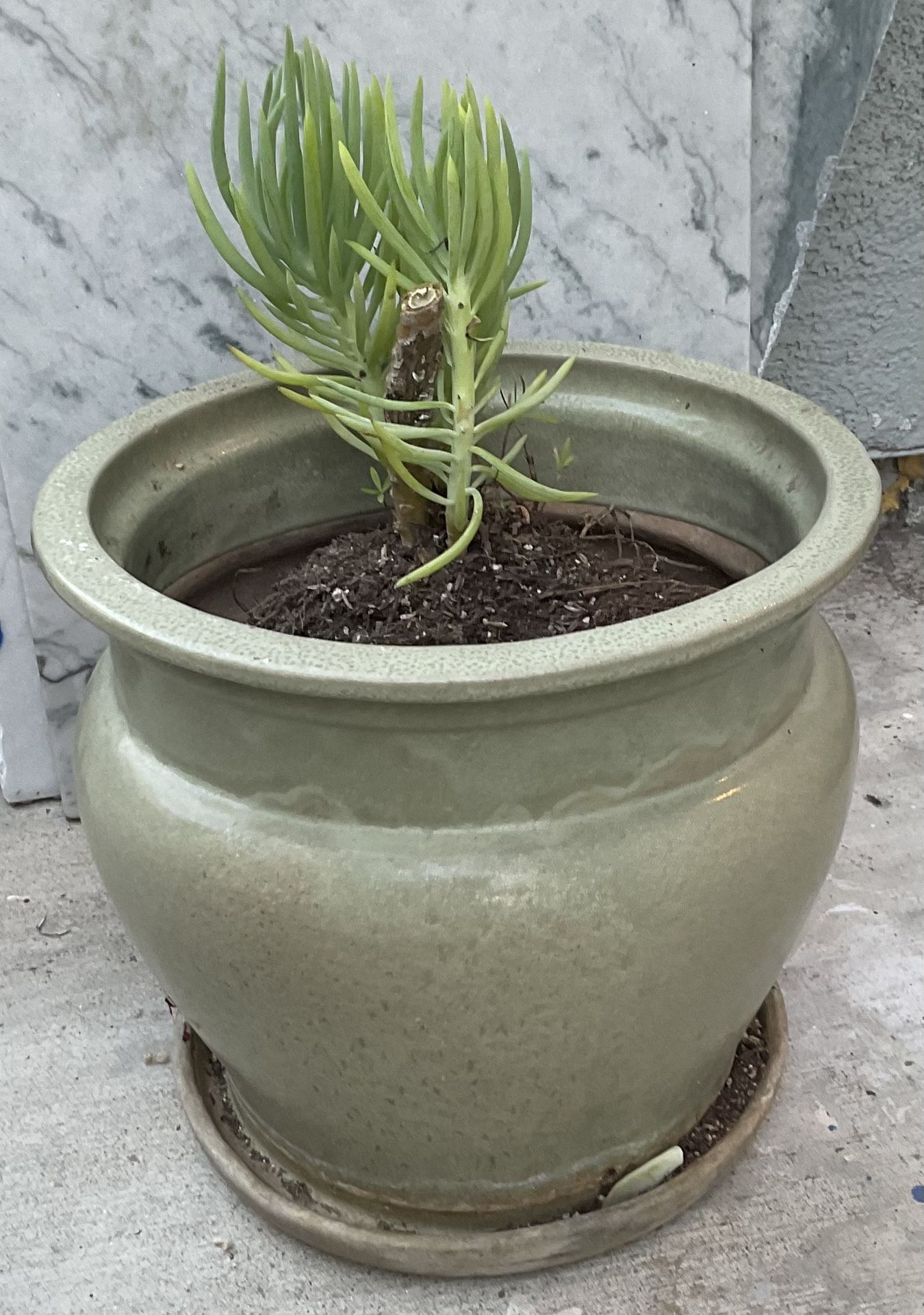 Ceramic Pot With Succulent 