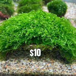 Aquarium Plants, Moss, Coconut Moss Caves, 