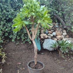 FLOWER TREE:  MiniCute