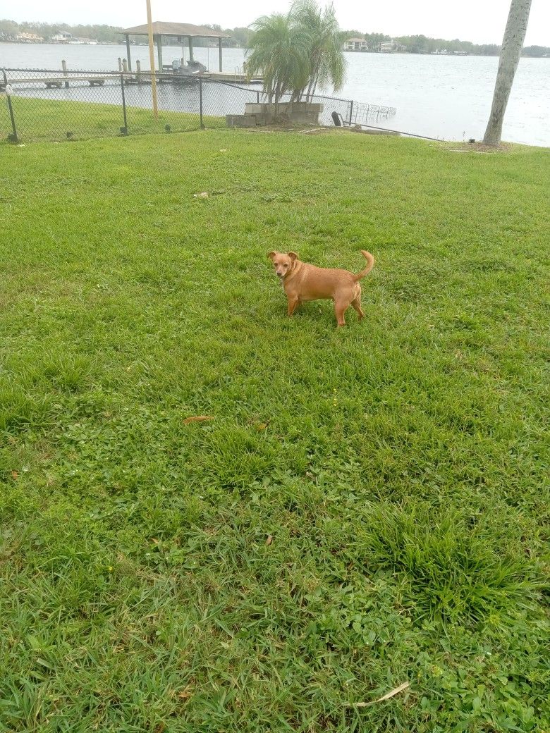 Pet Waste Removal