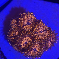 Utter Chaos Zoa Located In Menifee 