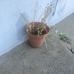 Plants/flower Pots