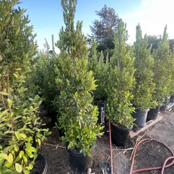 Plantas En Venta