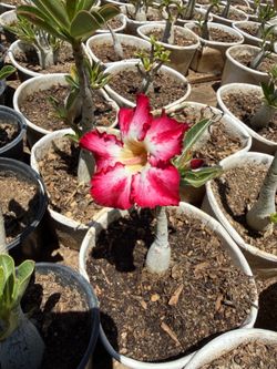Desert Roses