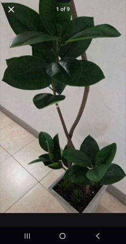 *** SPECIAL *** 8ft Faux Fiddle Leaf Fig Tree with Dragon Blood Stone in a Gray Ceramic Planter @ Lasting Creations
