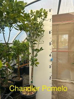 Citrus Trees (cítricos)