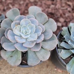 Overstuffed Very Large Echeveria For Sale $10 Each