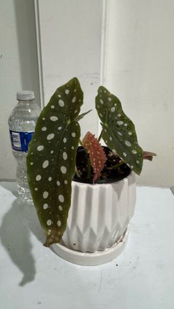 Begonia Makulata/ Polka Dots Begonia