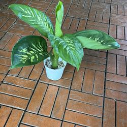 Dieffenbachia Tropic Snow 4” 