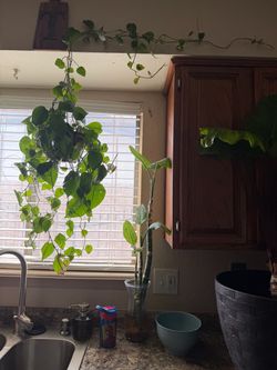 Living plants