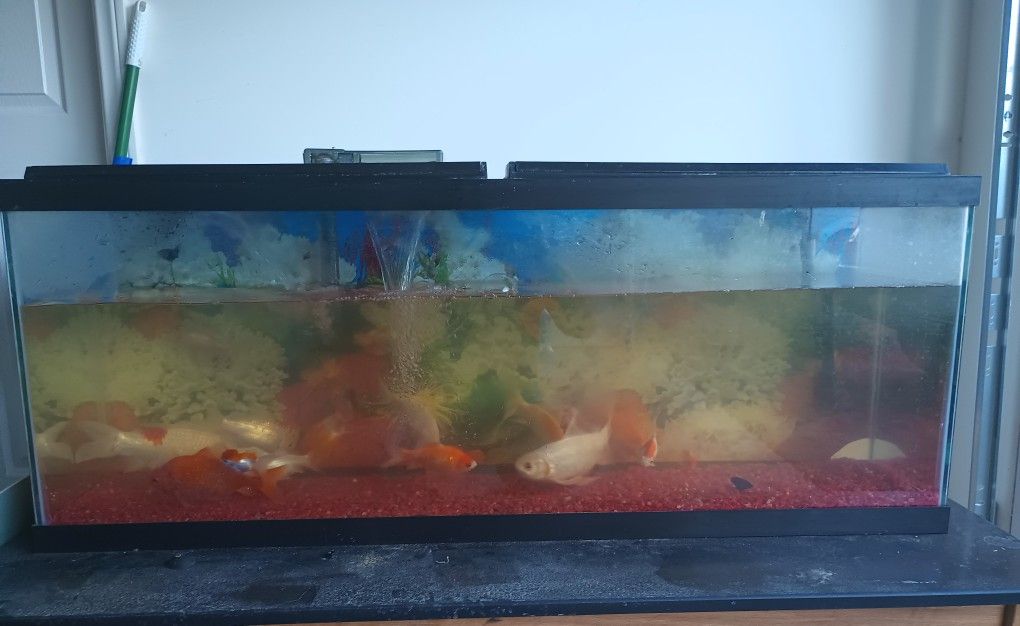Fish Tank With Everything In Picture