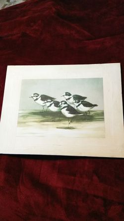 Green/ Cream Chick Canvas Print