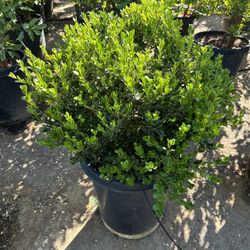 Boxwood Globes