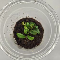 Marcgravia Sp. Ovate Bronze