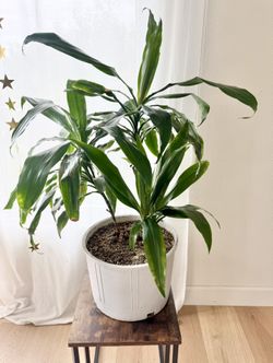 Dracaena fragrans
