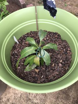 Home Grown Mango Plant