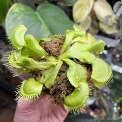 Venus fly trap carnivorous plant  