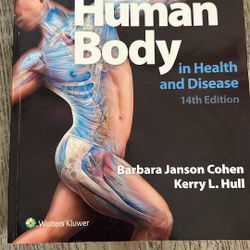 human anatomy