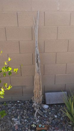 Yard art saguaro cactus skeleton