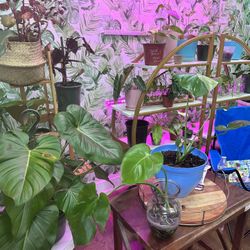 BIG PLANT SALE $5-30