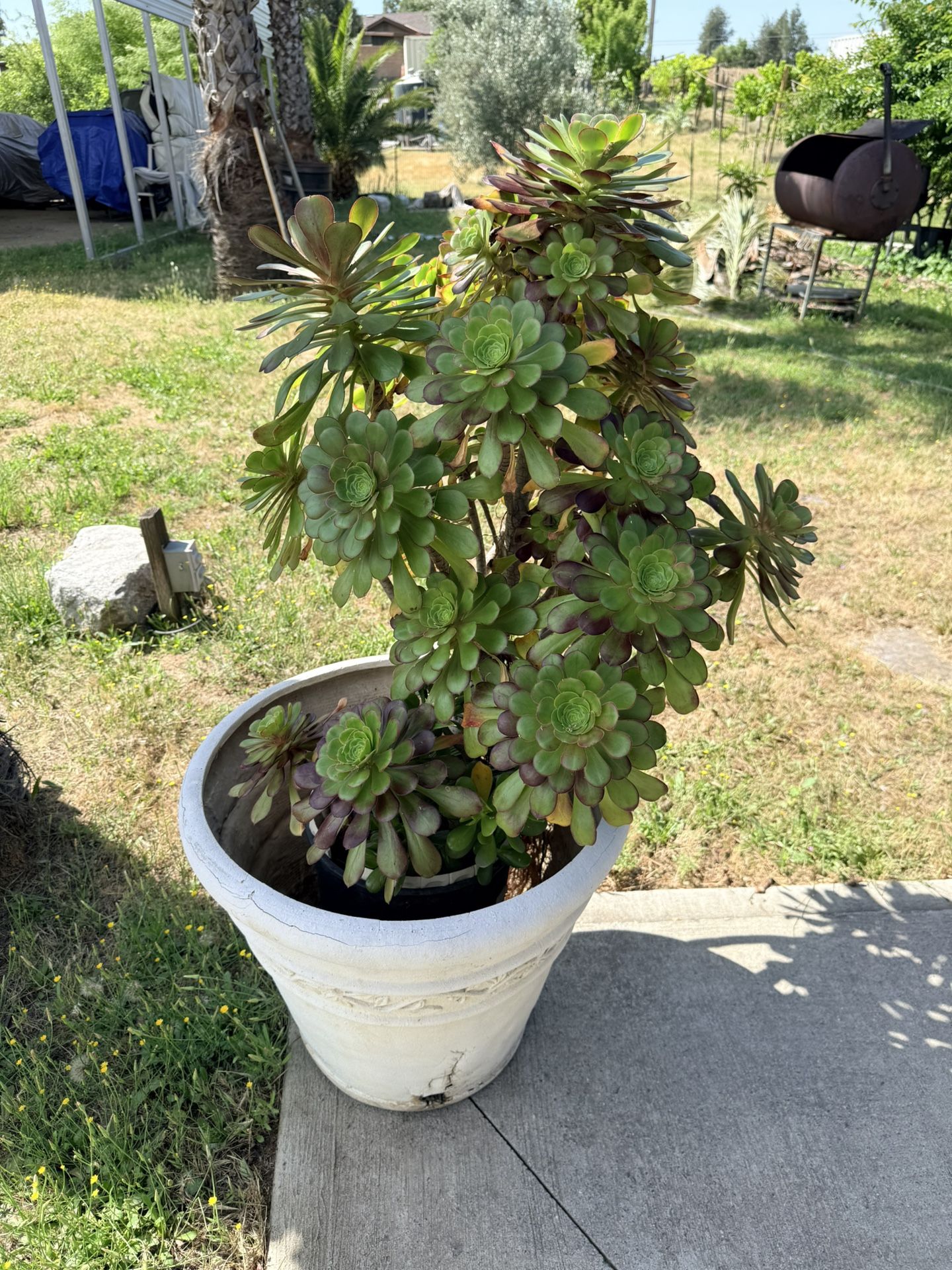 Succulent Mature Plant