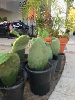 Plantas de nopales