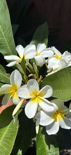 Plumeria