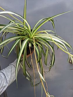 Variegated spider plants