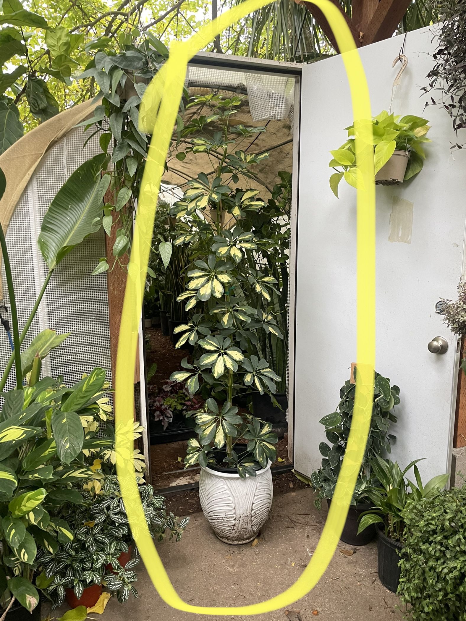 ~6ft super variegated umbrella plant, ceramic pot not included; 95820