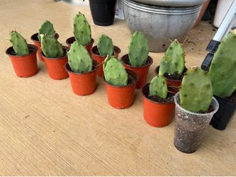 🌵 Rooted Prickly Pear Cactus Starts