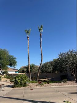 Palm