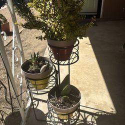 Potted Succulents And Cacti In 3 Tier Metal Plant Stand