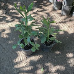 Dos. Plantas De Cacto. Florean amarillo