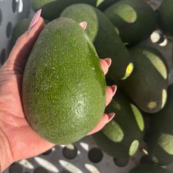Aguacatoes $1 Each