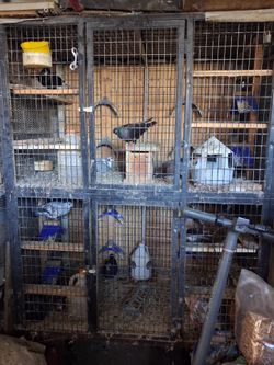 cage feet h 4 feet L 30 inches  w