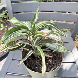 White Stripe Dracaena 