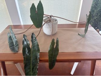 Elegant Potted Plant