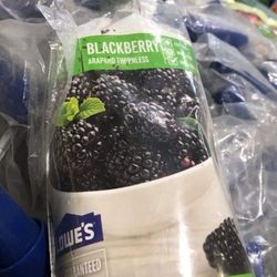 1ft Blackberry Seedling Plant Fully Rooted