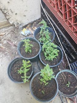 Oregano