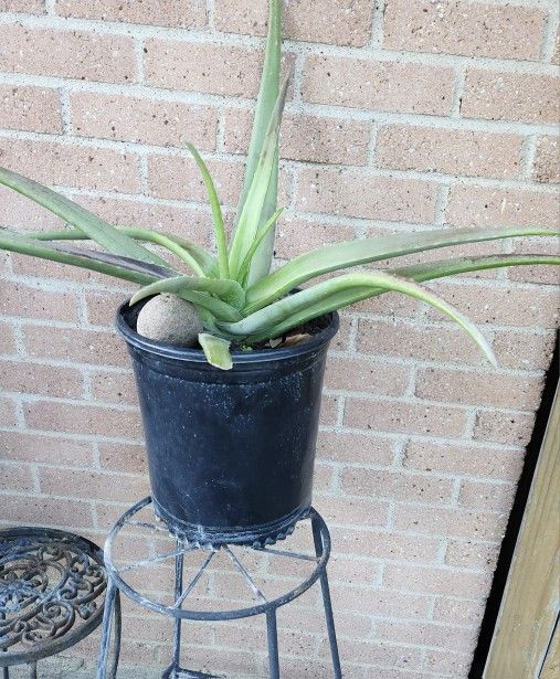 Savila/Aloe Vera Plants