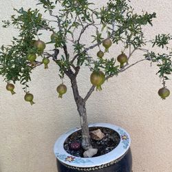Bonsai Dwarf Pomegranate With Lots Of Fruit On It In A Ceramic Pot $160